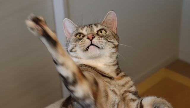 猫的迁怒行为:你中招了吗?教你如何应对爱猫的攻击