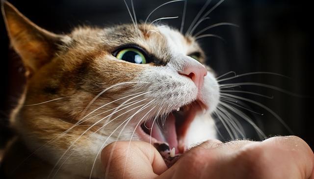 猫的迁怒行为:你中招了吗?教你如何应对爱猫的攻击