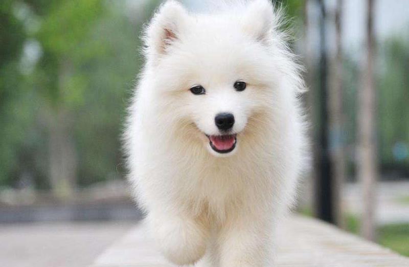 比较受欢迎的狗狗有哪些？如果看到这几种，是可以选择的