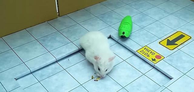 家里仓鼠出逃了？别急，三步找回你的小伙伴！