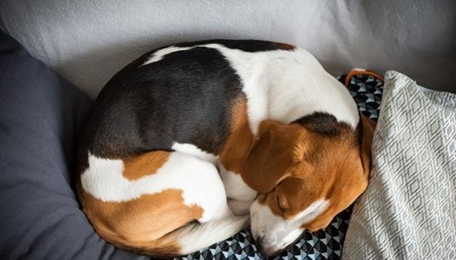 狗狗“很冷”的5大信号，你读懂了吗？及时应对，让爱犬温暖过冬