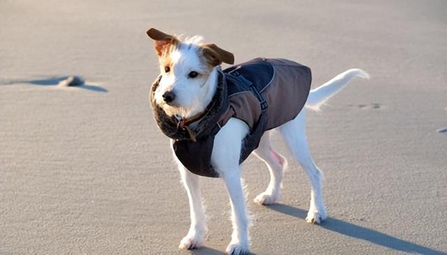 狗狗“很冷”的5大信号,你读懂了吗?及时应对,让爱犬温暖过冬