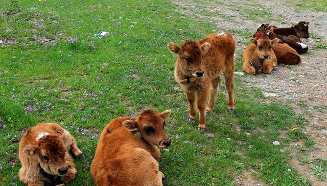 牧场打工狗的放牧能力大揭秘！如何挑选最棒的小狗？