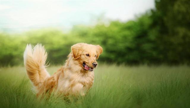 狗狗有必要绝育吗？不绝育有什么危害？