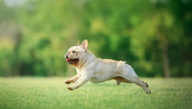 狗狗有必要绝育吗?不绝育有什么危害?