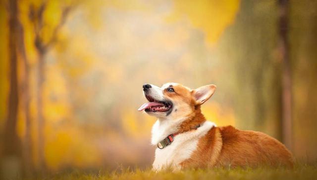 狗狗有必要绝育吗?不绝育有什么危害?