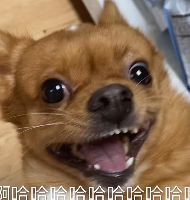 对狗狗来说，这几种食物，就是“人间美味”，可惜很多人都没喂过