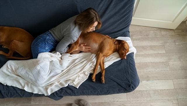 狗狗的幸福生活，从室内养开始！长寿不是梦