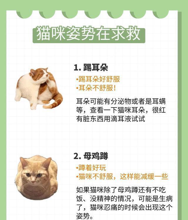 养猫新手必知：六大禁忌，让你和猫咪更亲近