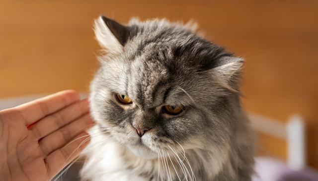 猫咪精神痛苦的5大信号，你注意到了吗？