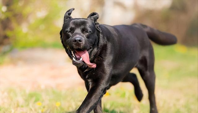 老祖宗劝告：“黑狗养不得”，其实隐藏了这些秘密！