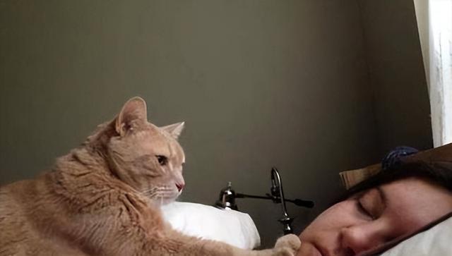猫咪一大早“叫醒你”，多半是因为这6个原因，很真实！