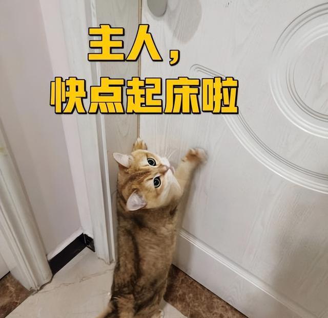 猫咪一大早“叫醒你”,多半是因为这6个原因,很真实!