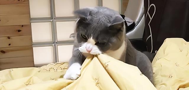 猫咪一大早“叫醒你”,多半是因为这6个原因,很真实!