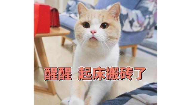 猫咪一大早“叫醒你”,多半是因为这6个原因,很真实!