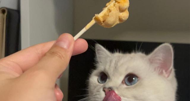 猫咪一大早“叫醒你”,多半是因为这6个原因,很真实!