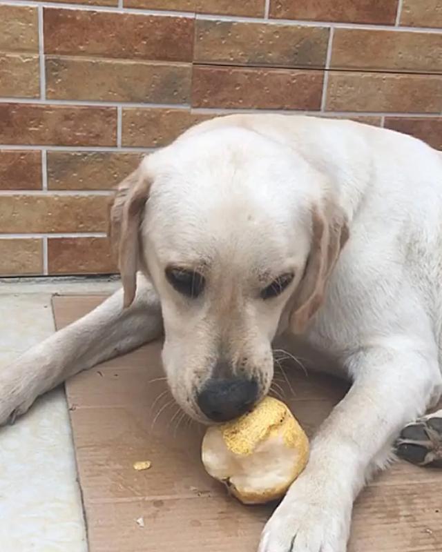 狗狗最爱吃的食物,你了解吗?