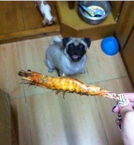 狗狗最爱吃的食物,你了解吗?