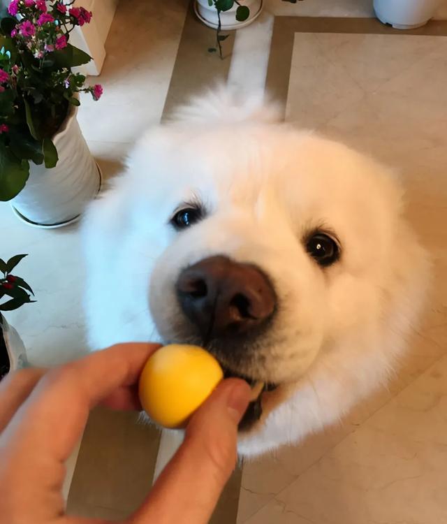 狗狗最爱吃的食物,你了解吗?