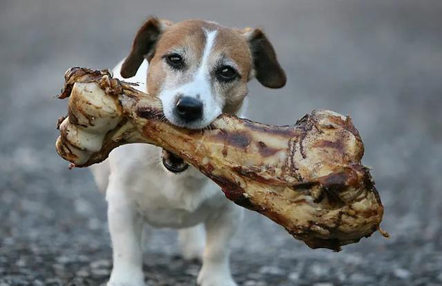 狗狗最爱吃的食物,你了解吗?