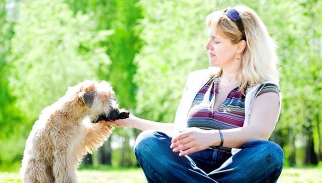 狗狗的5种心理，告诉你它摸你是因为太可爱了吧，现在就想爱你