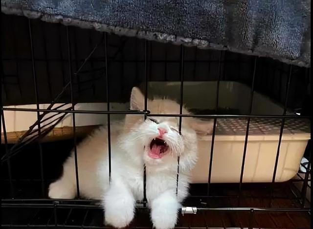 如何让关进笼子里的猫咪不叫？简单的几招，让猫咪安静下来