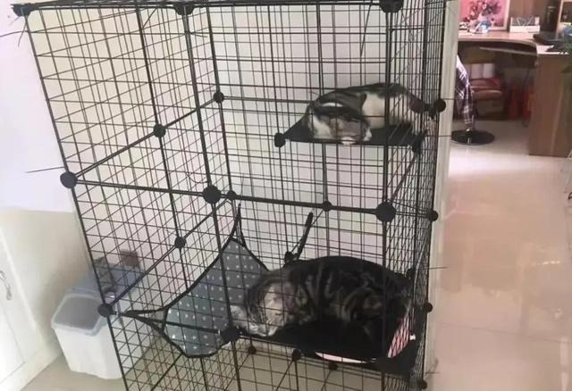 如何让关进笼子里的猫咪不叫?简单的几招,让猫咪安静下来