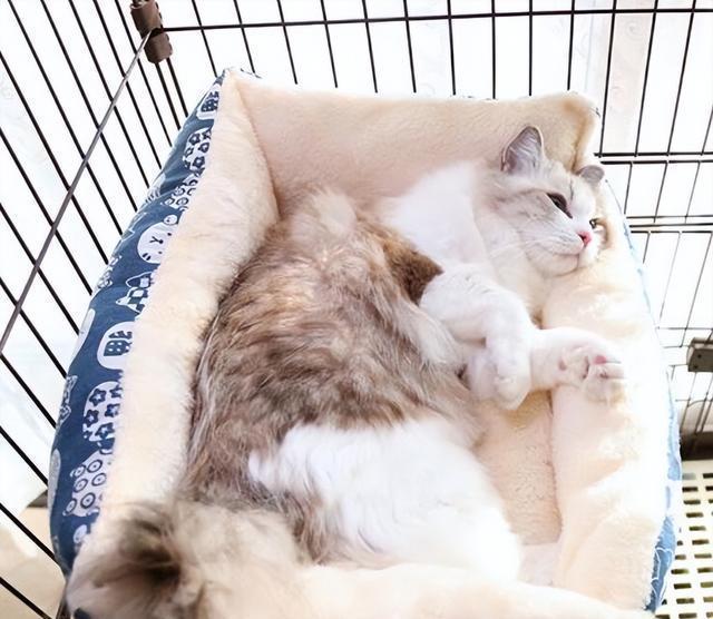 如何让关进笼子里的猫咪不叫?简单的几招,让猫咪安静下来