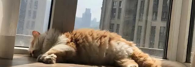 如何让关进笼子里的猫咪不叫?简单的几招,让猫咪安静下来