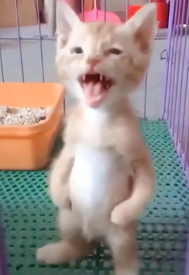 如何让关进笼子里的猫咪不叫?简单的几招,让猫咪安静下来