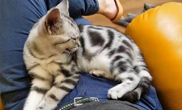 如何让关进笼子里的猫咪不叫?简单的几招,让猫咪安静下来