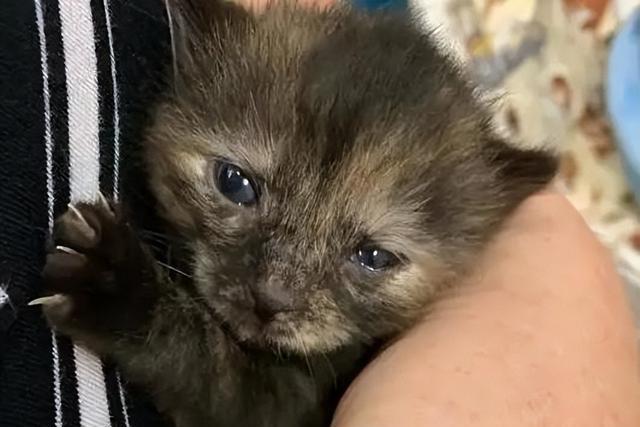 如何让关进笼子里的猫咪不叫?简单的几招,让猫咪安静下来