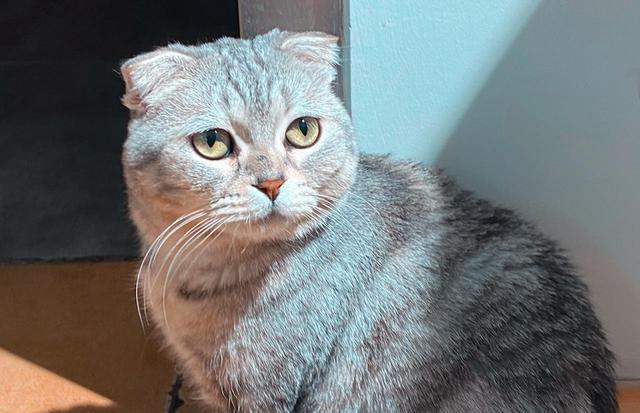 出现这些行为,说明猫需要得到更多关注,你别不知道