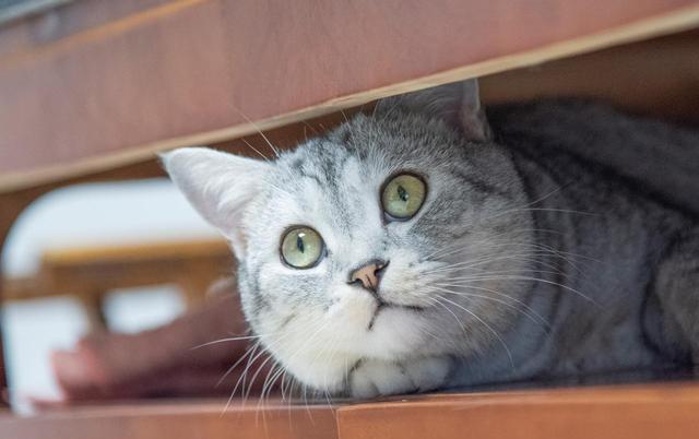 出现这些行为,说明猫需要得到更多关注,你别不知道