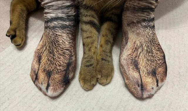 猫咪调皮，主人竟想出这一奇葩办法，但背后的故事却暖心