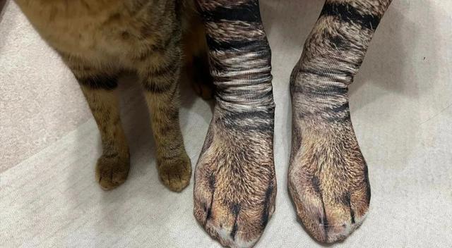 猫咪调皮,主人竟想出这一奇葩办法,但背后的故事却暖心