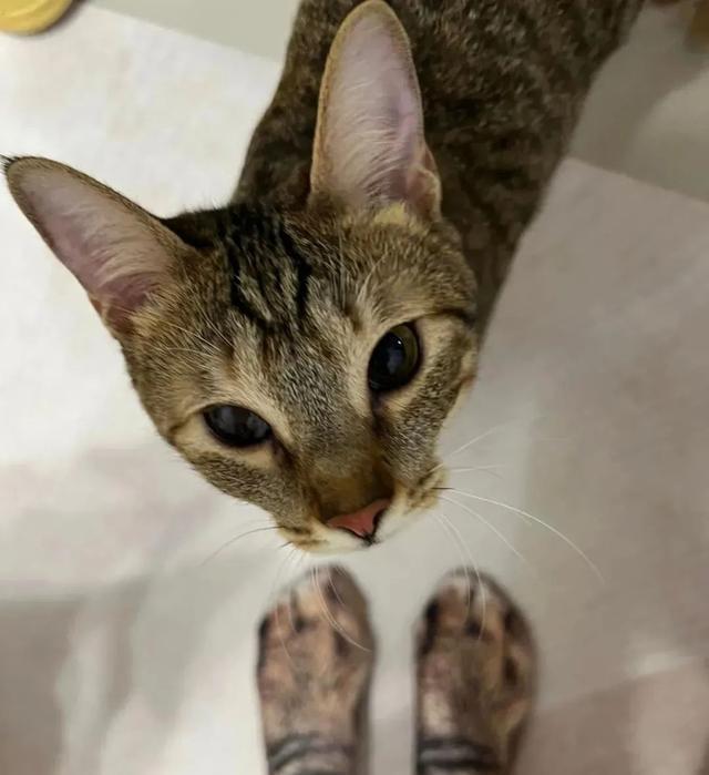 猫咪调皮,主人竟想出这一奇葩办法,但背后的故事却暖心