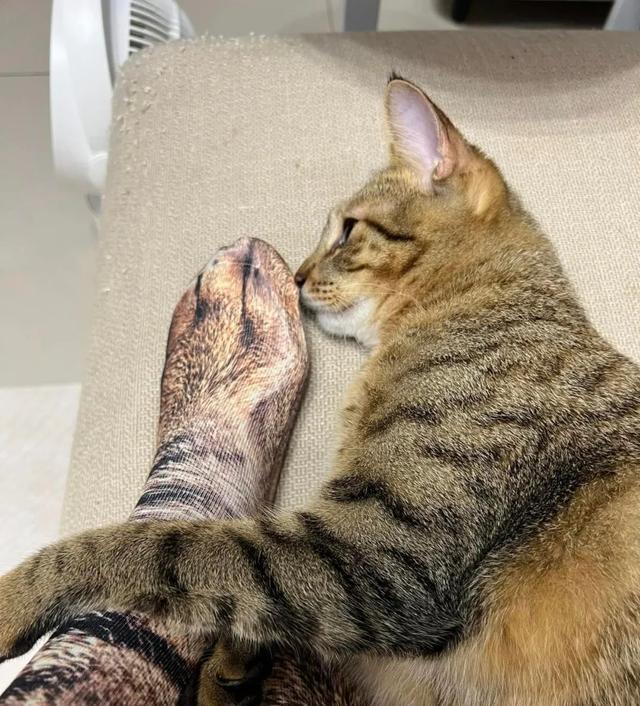 猫咪调皮,主人竟想出这一奇葩办法,但背后的故事却暖心