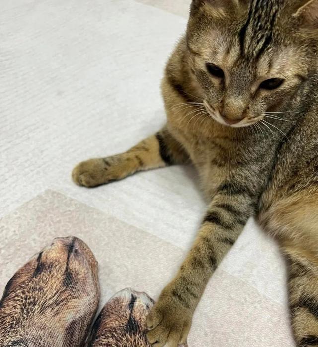 猫咪调皮,主人竟想出这一奇葩办法,但背后的故事却暖心