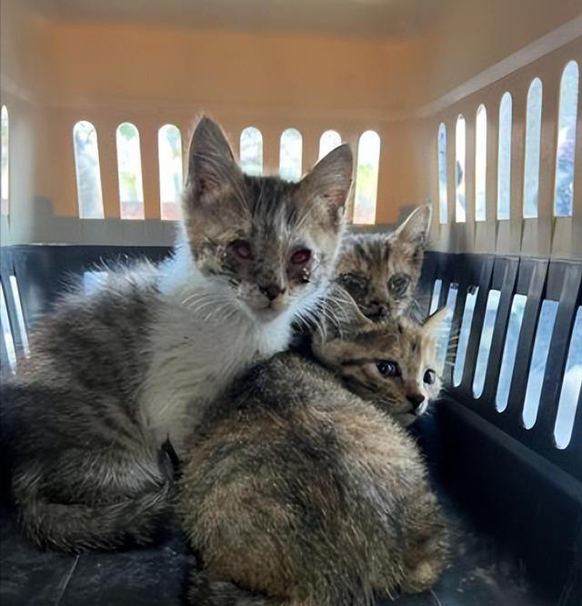 猫咪调皮,主人竟想出这一奇葩办法,但背后的故事却暖心