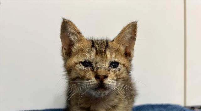 猫咪调皮,主人竟想出这一奇葩办法,但背后的故事却暖心