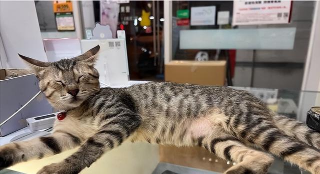 猫咪调皮,主人竟想出这一奇葩办法,但背后的故事却暖心