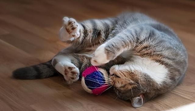 学会这7招，猫生不用再无聊，让你家猫幸福感爆棚！