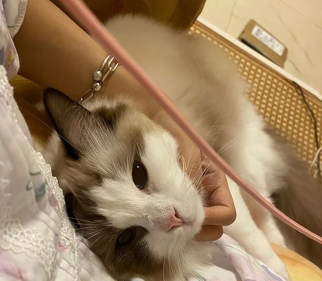 学会这7招,猫生不用再无聊,让你家猫幸福感爆棚!