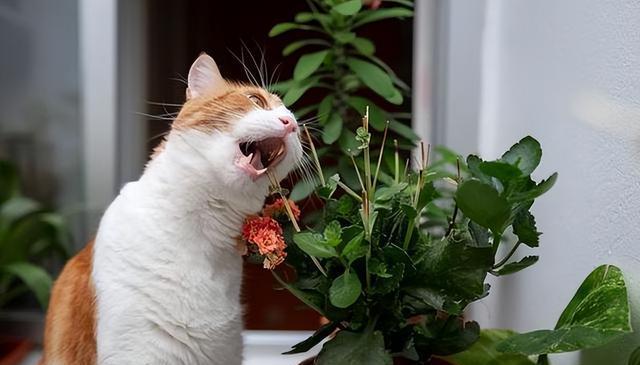 学会这7招,猫生不用再无聊,让你家猫幸福感爆棚!