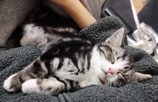 学会这7招,猫生不用再无聊,让你家猫幸福感爆棚!