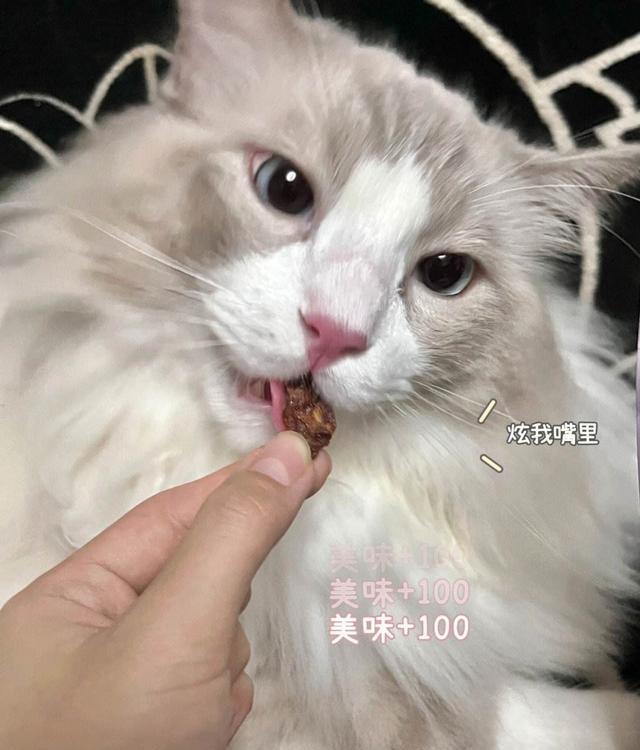 学会这7招,猫生不用再无聊,让你家猫幸福感爆棚!