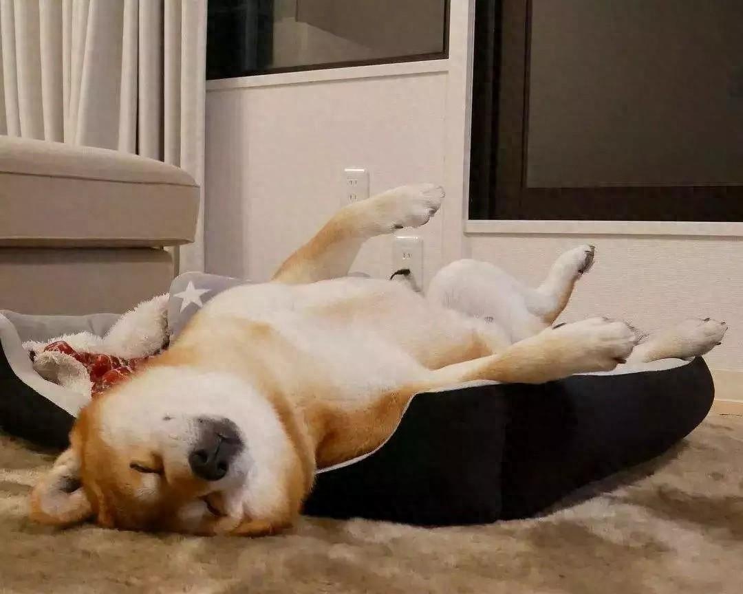 养狗的有趣现象，狗狗四脚朝天，是在“发射信号”