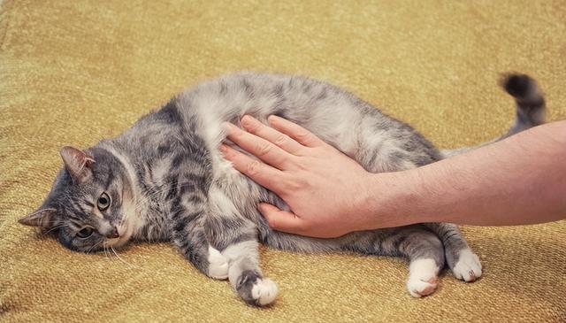 爱猫的健康检查，日常肌肤接触就能完成！四大部位让你轻松当猫奴