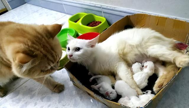 猫猫生育：如何照顾和协助猫妈妈生宝宝
